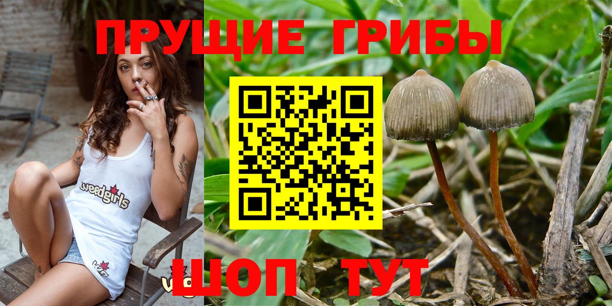 Псилоцибиновые грибы Psilocybe  Вход с VPN  Псилоцибиновые грибы MAGIC MUSHROOMS  Калининград 