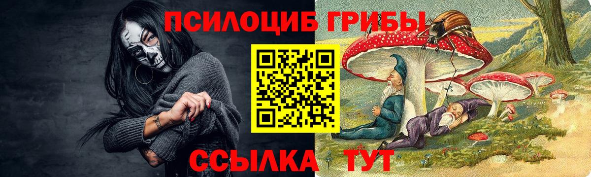 Псилоцибиновые грибы Psilocybine cubensis Калининград